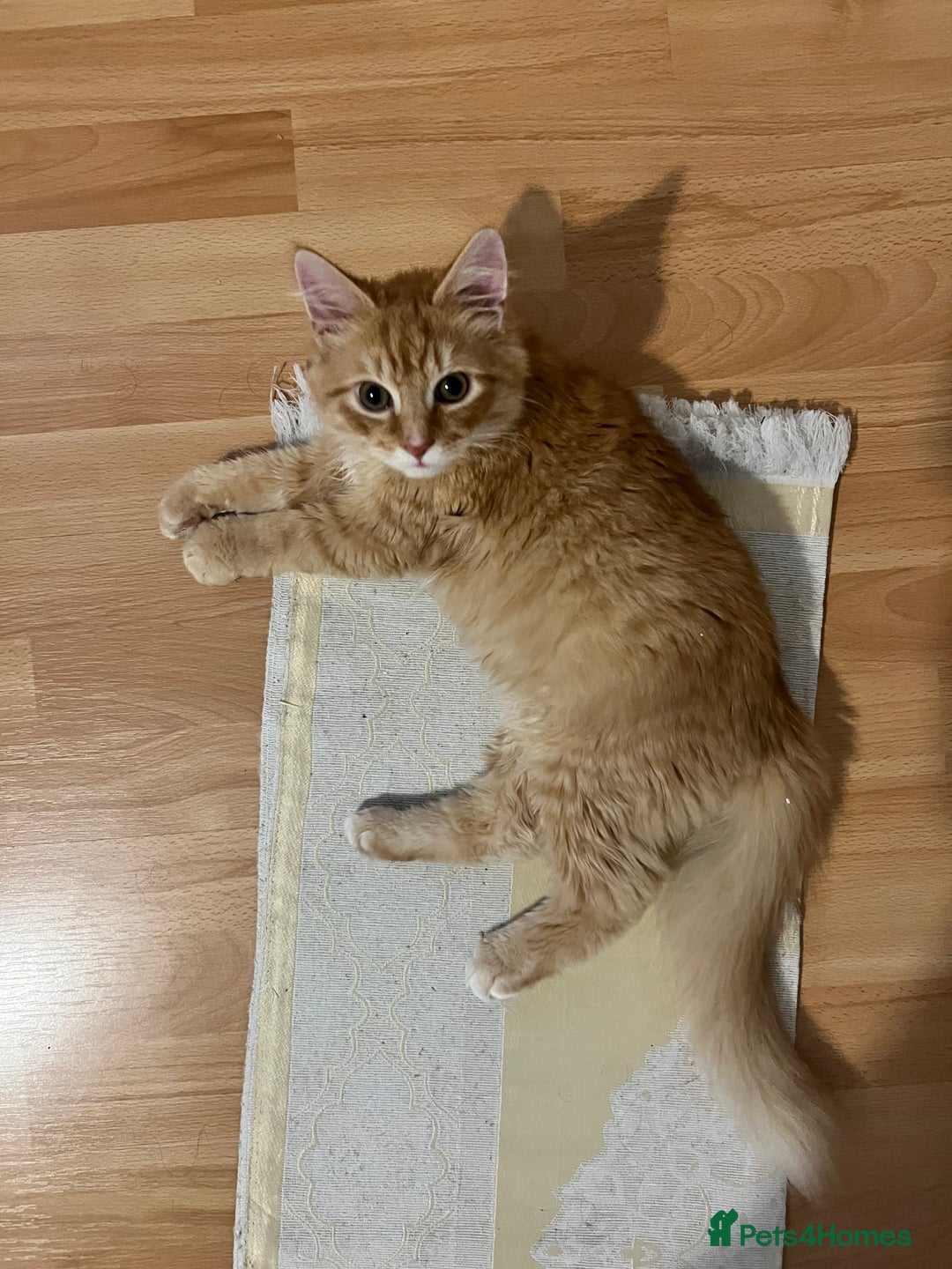 British Longhair cats for sale: Fluffy and Adorable Ginger Boy For Sale  - Advert 8