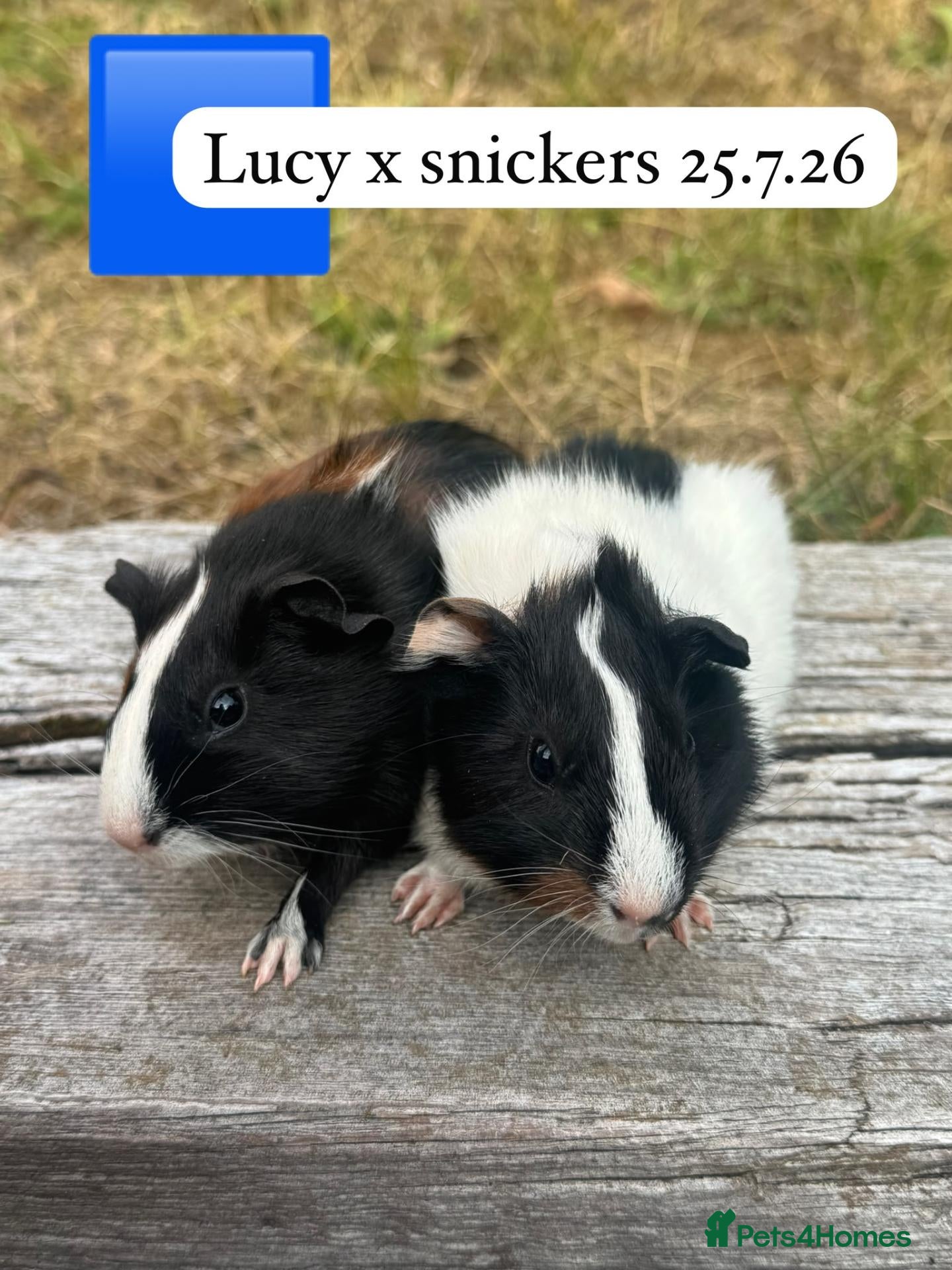 Guinea Pig rodents Baby male guinea pigs ready now - Advert 1