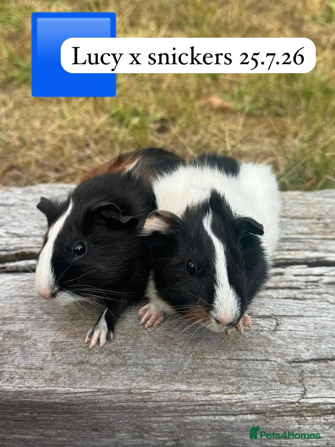 Guinea Pig rodents for sale: Baby male guinea pigs ready now - Advert 1