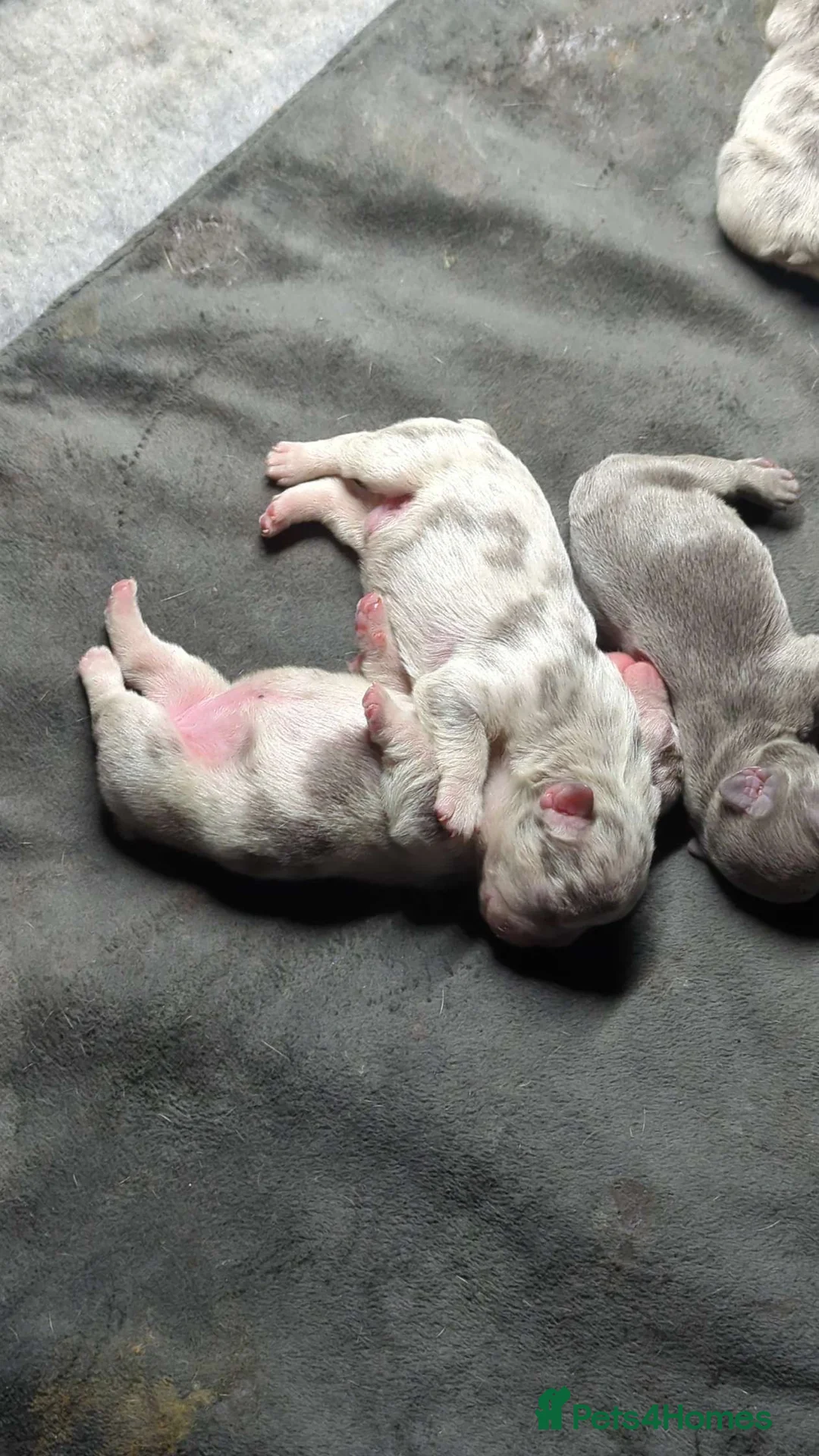 French Bulldog dogs for stud: Stunning French Bulldog For Stud in Dundee - Advert 13