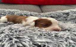 Cockapoo dogs for sale:   🐾 Cockapoo Puppies 🐶  - Image 4