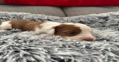 Cockapoo dogs - Advert 13