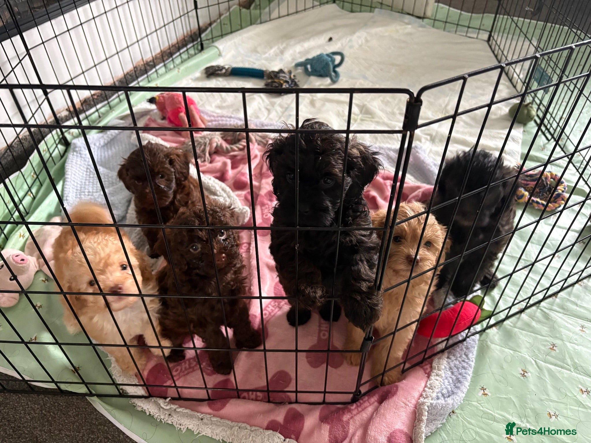 Shihpoo dogs Adorable F1B Shihpoo puppies ready 9/8/26 🧸🤎🐾 - Advert 10