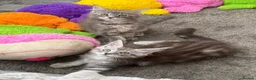 Maine Coon cats for sale: Beautiful Maine Coon kittens **READY NOW*** - Advert 3