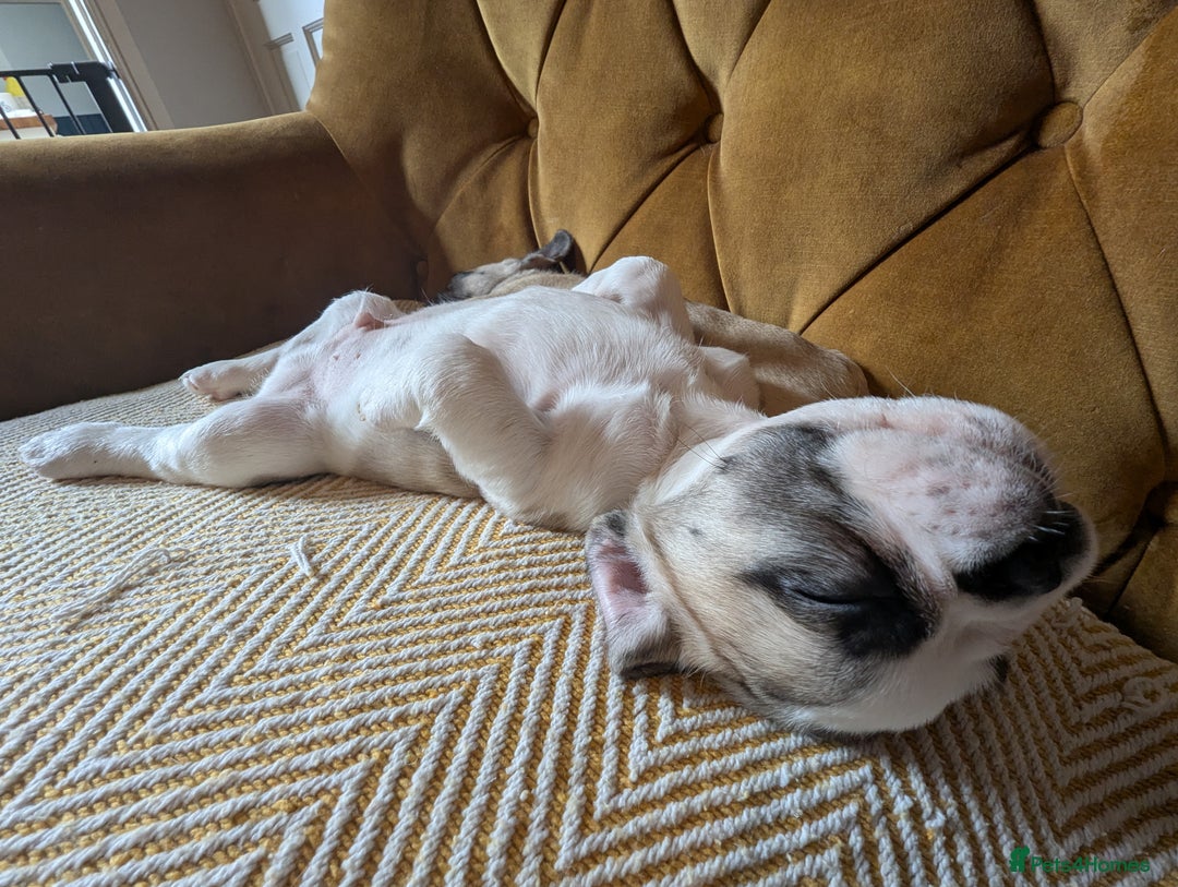 French Bulldog dogs for sale: REDUCED Adorable French Bulldog Puppies  - Image 6