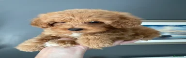 Cockapoo 7