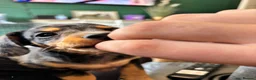 Mixed Breed dogs for sale: Dauschund x Pomeranian  - Advert 2