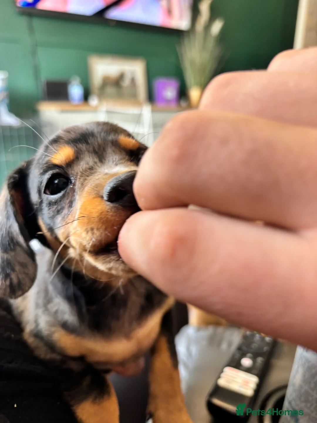 Mixed Breed dogs for sale: Dauschund x Pomeranian  - Advert 2