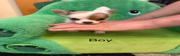 Chihuahua dogs for sale: Chihuahua puppies 2 boys available  in Manchester - Advert 4