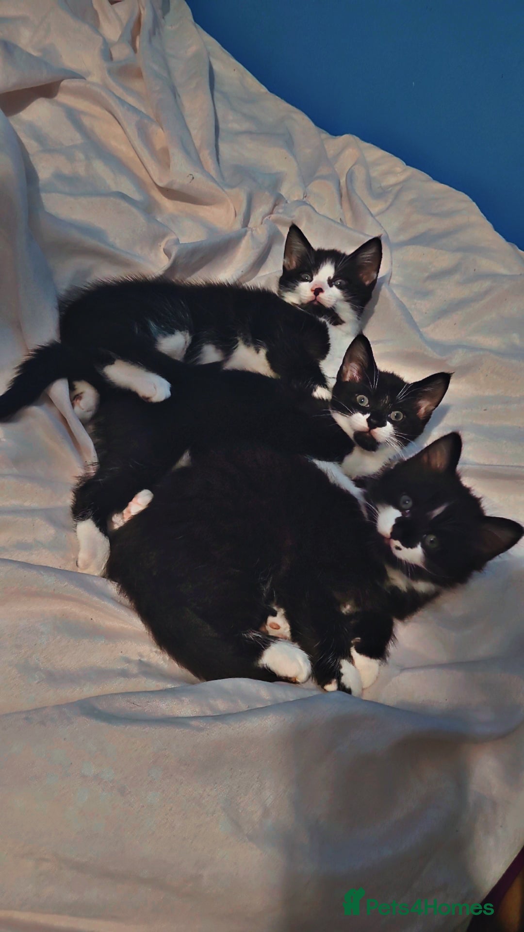 Mixed Breed cats for sale: Beautiful kittens looking for a forever homes - Advert 1
