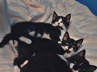 Mixed Breed cats Beautiful kittens looking for a forever homes - Advert 1