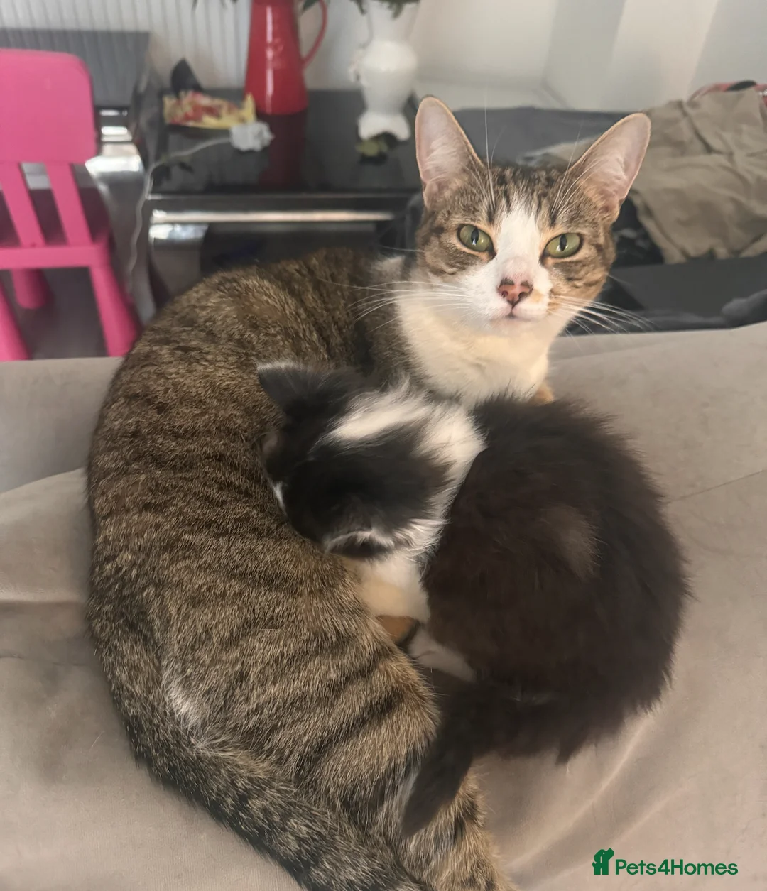 Mixed Breed cats for sale: 2 Beautiful Kittens, Black & White + Tortoiseshell - Advert 6