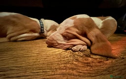 Bracco Italiano dogs for sale: Beautiful Bracco Pupoies - Image 2