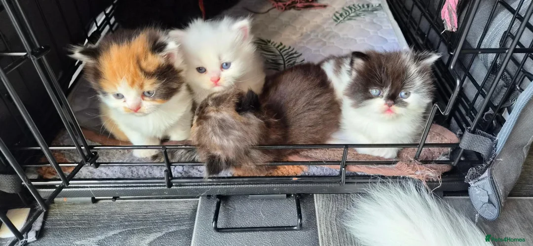 Mixed Breed cats for sale: Beautiful kittens  - Advert 18