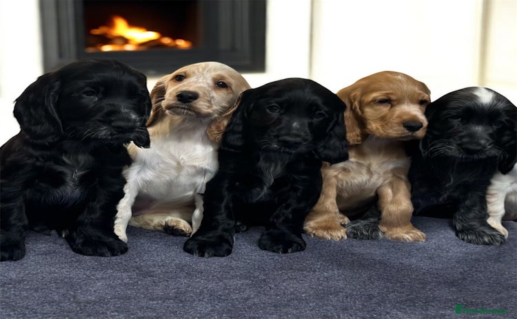 Cocker Spaniel dogs - Advert 6
