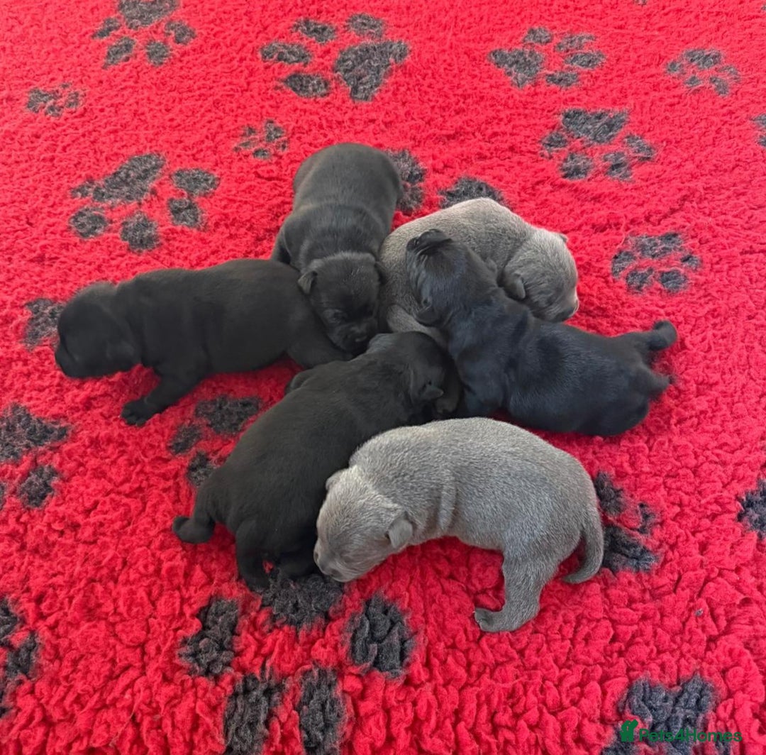 Staffordshire Bull Terrier dogs for stud: Mr T Champion sired Stud Blue gene 🧬 - Image 19