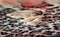 Labrador Retriever dogs for sale: Chunky Yellow puppies arrived 29th October. - Image 4