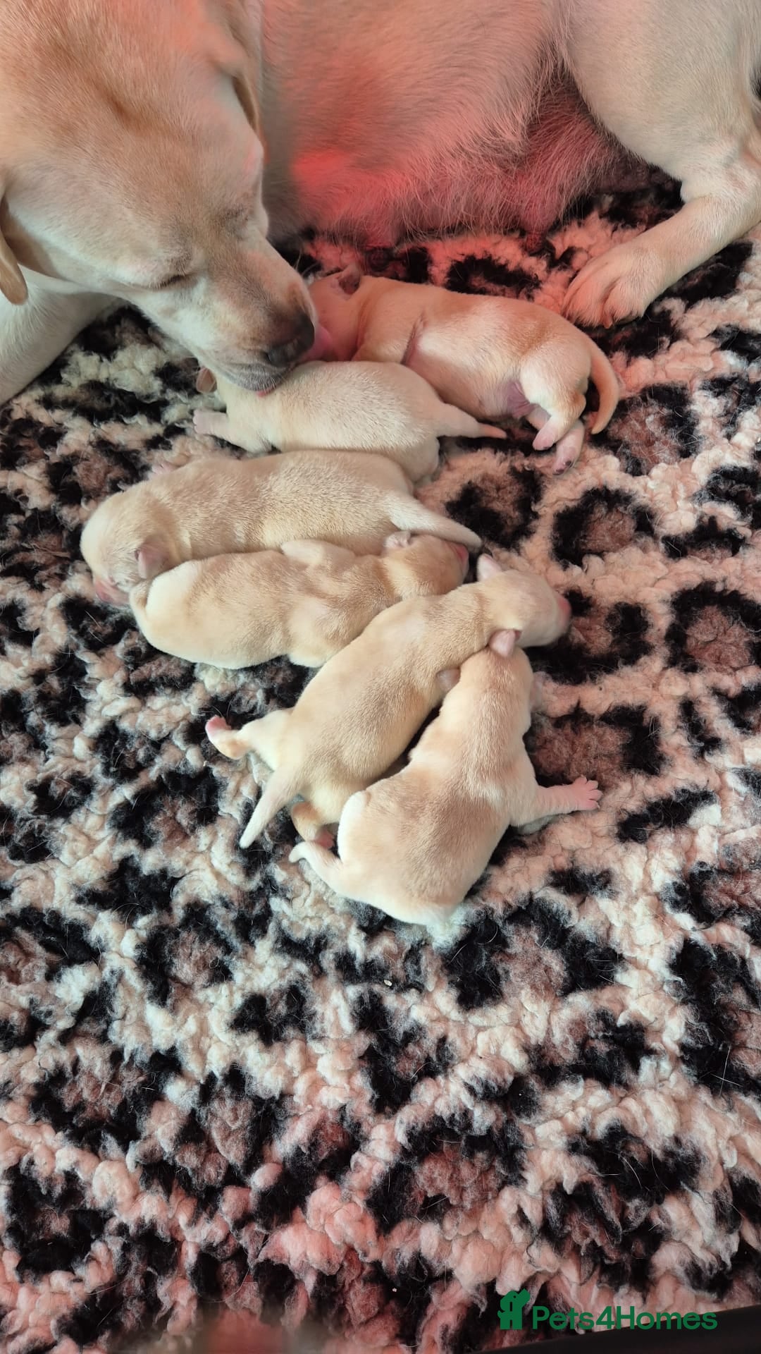 Labrador Retriever dogs for sale: Chunky Yellow puppies arrived 29th October. - Image 4
