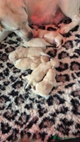 Labrador Retriever dogs Chunky Yellow puppies arrived 29th October. - Advert 7