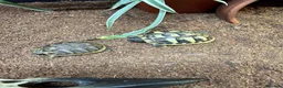 Hermann Tortoise reptiles for sale: Hermanns tortoise hatchlings  - Advert 3
