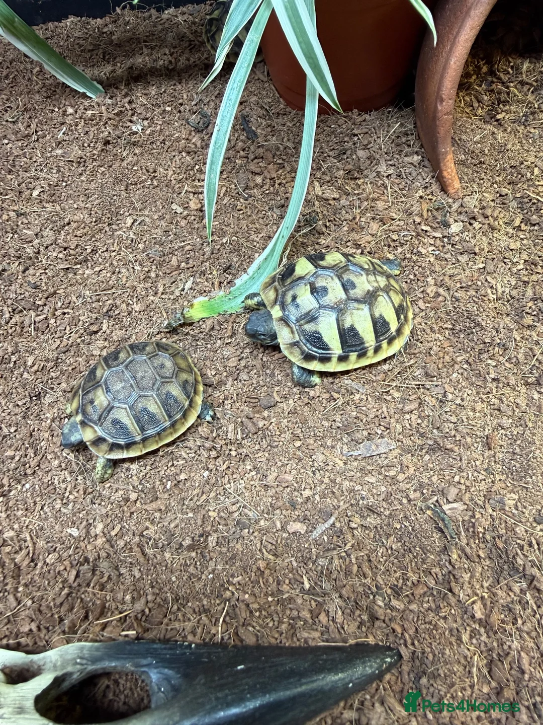 Hermann Tortoise reptiles for sale: Hermanns tortoise hatchlings  - Advert 3