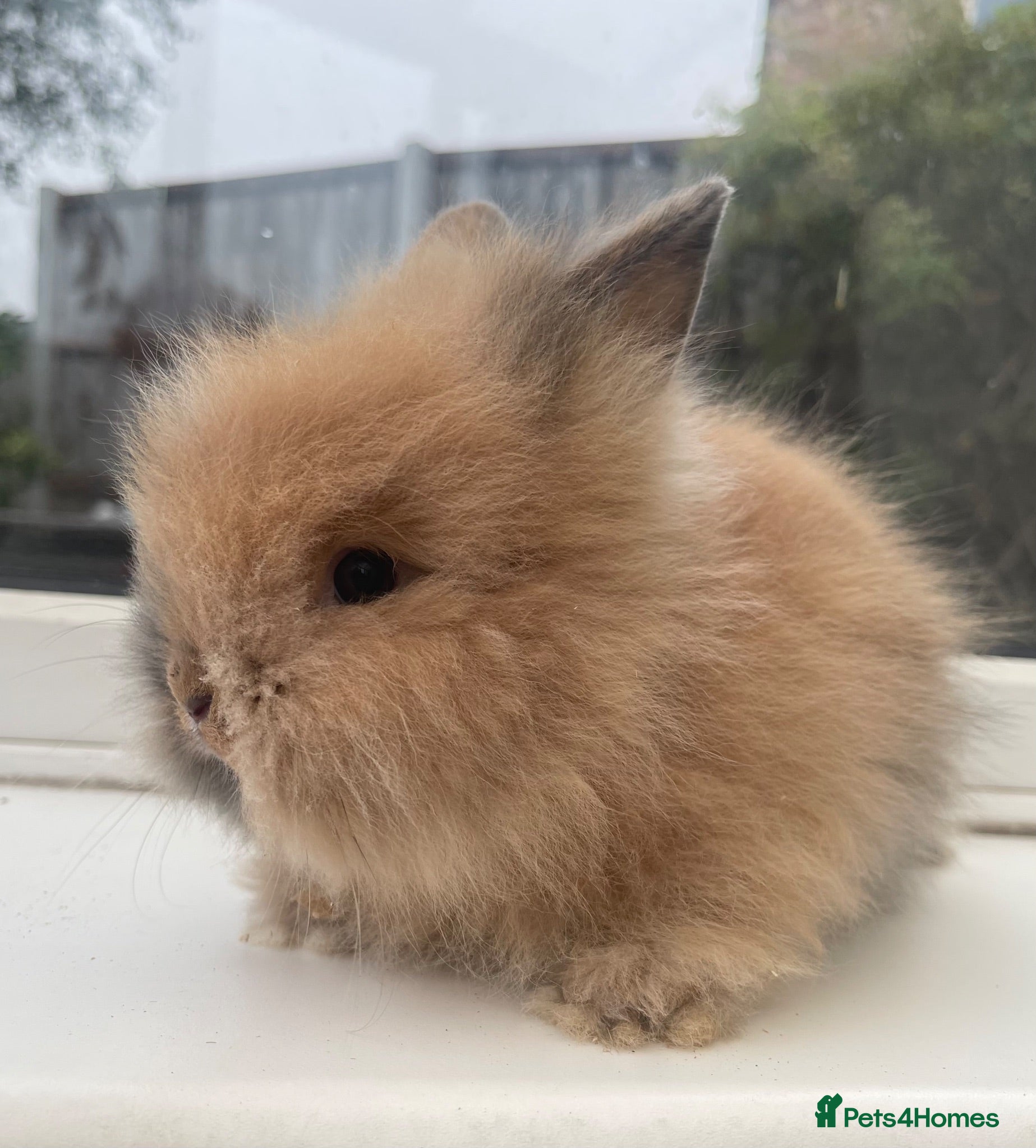 Lionhead rabbits Purebred double maned lion heads  - Advert 16