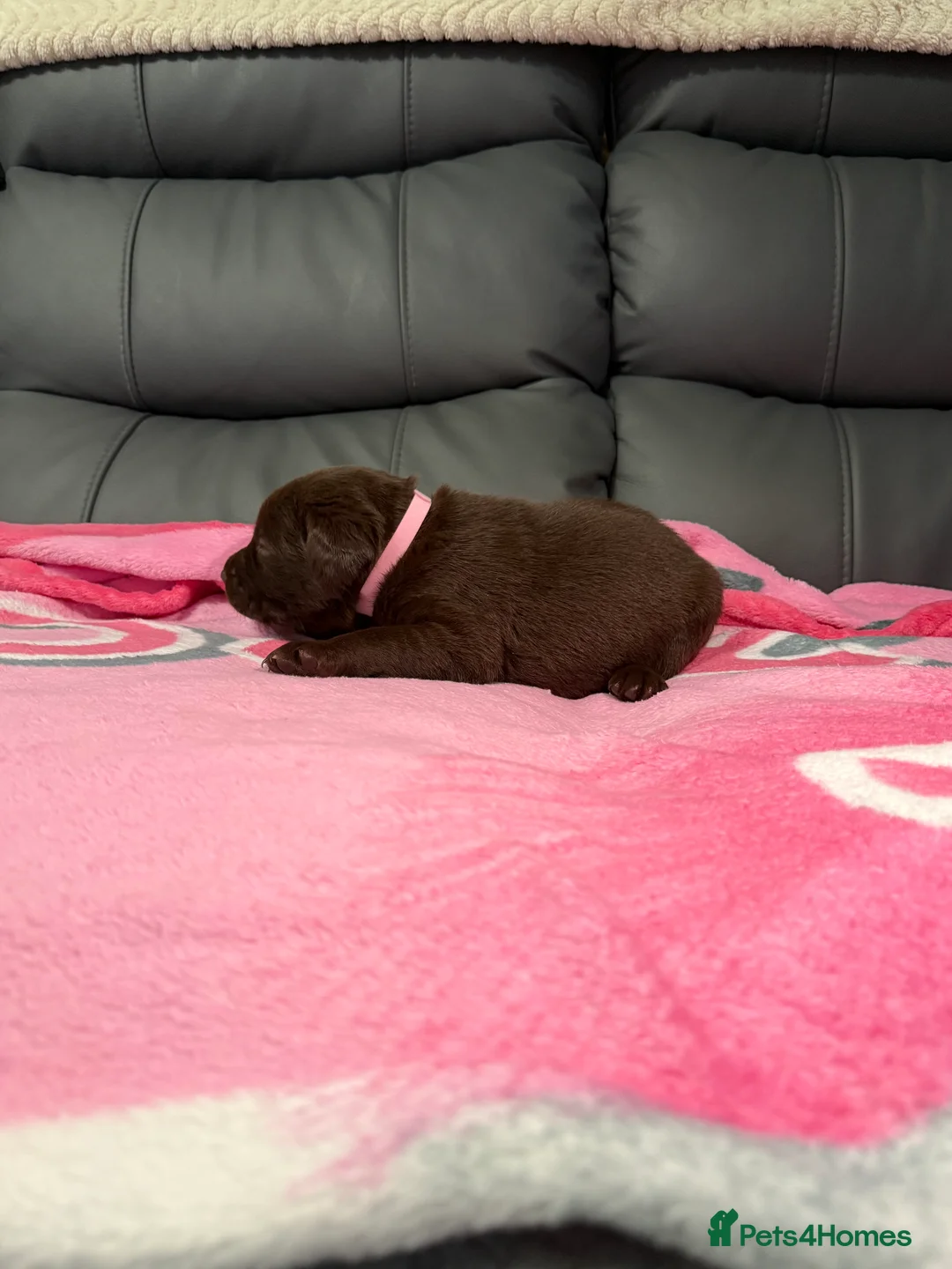 Labrador Retriever dogs for sale: STUNNING CHOCOLATE LABRADOR PUPPIES!!!! - Advert 24