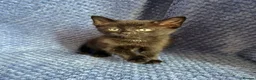 Maine Coon cats for sale: Maine coon x  - Advert 32