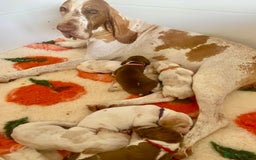 Bracco Italiano dogs for sale: 🌟Top Breeder 2021,22,23,24,25🌟 - Image 5