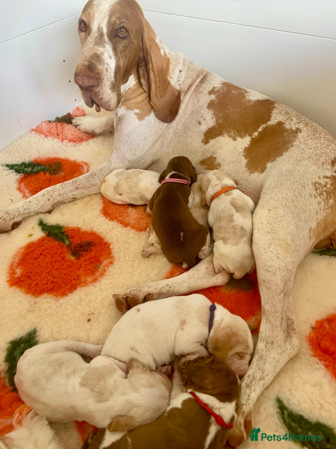 Bracco Italiano dogs for sale: 🌟Top Breeder 2021,22,23,24,25🌟 - Image 5