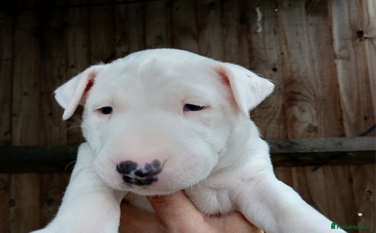 English Bull Terrier dogs - Advert 9