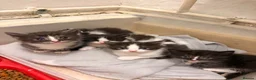Perdoll cats for sale: 5 little baby’s  - Advert 2