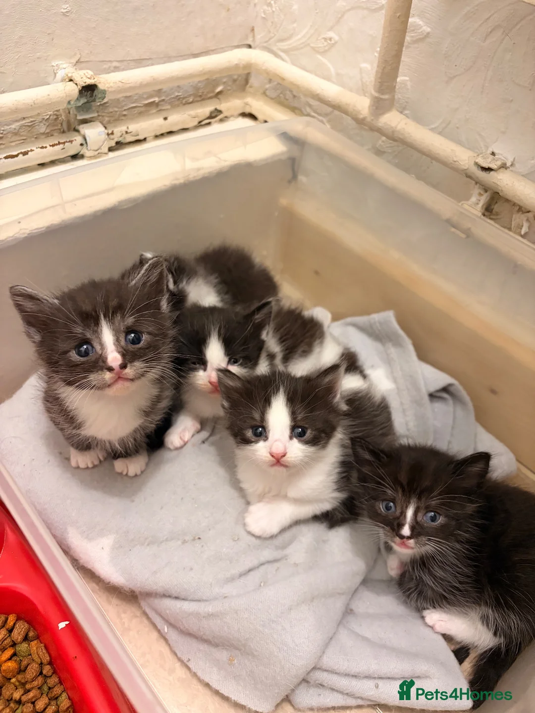 Perdoll cats for sale: 5 little baby’s  - Advert 2