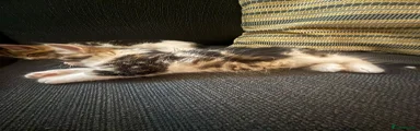 Mixed Breed 2