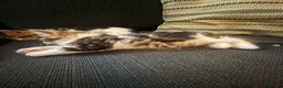 Mixed Breed cats for sale: 5 gorgeous kittens ready now!  - Advert 7