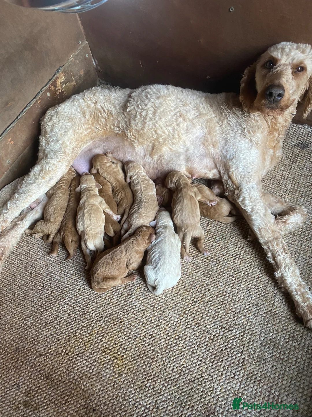 Irish Doodle dogs for sale: F1B Irish doodle puppies  (norther Ireland) - Advert 1