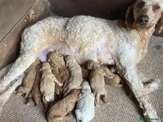 Irish Doodle dogs F1B Irish doodle puppies (norther Ireland) - Advert 8