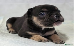 French Bulldog dogs for sale: TOP QUALITY KC REG FRENCHIES AVAILABLE  - Image 20