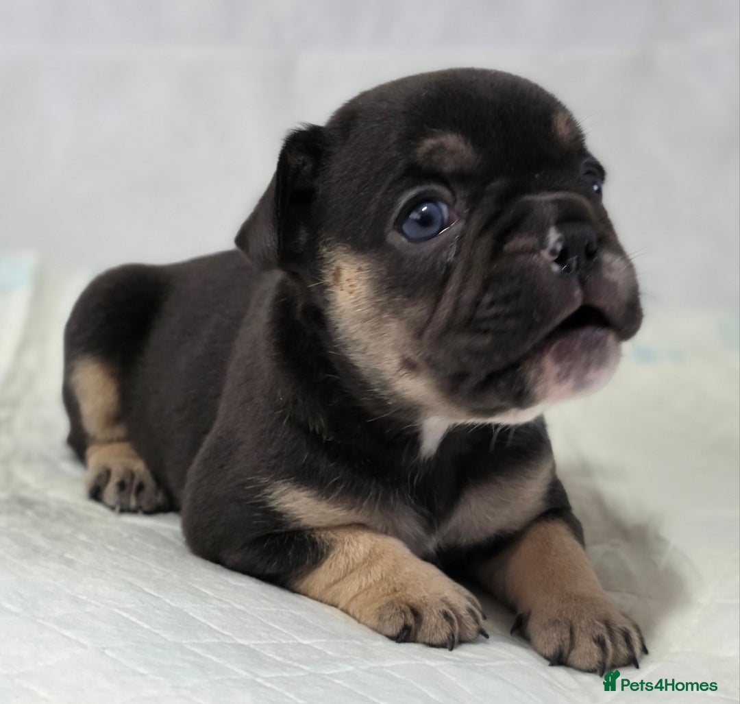 French Bulldog dogs for sale: TOP QUALITY KC REG FRENCHIES AVAILABLE  - Image 20