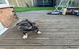 French Bulldog dogs for sale: French puppies new shade fluffy  in Warrington - Image 29