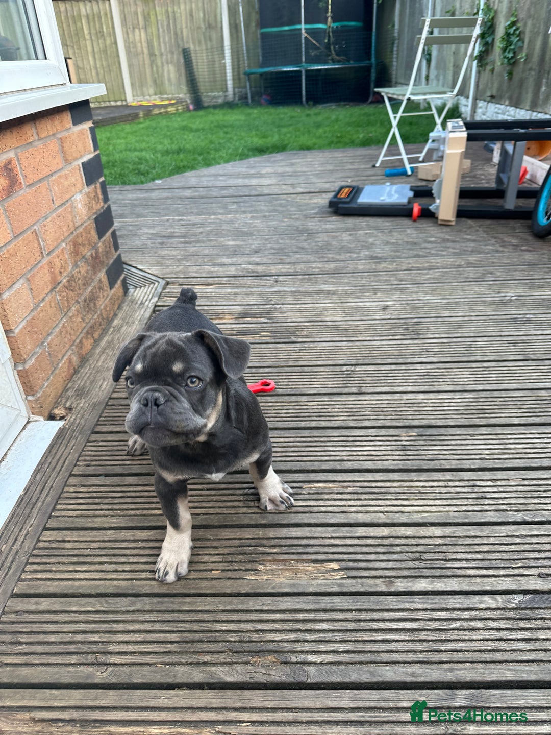 French Bulldog dogs for sale: French puppies new shade fluffy  in Warrington - Image 29