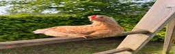 Chickens poultry for sale: 9 x mixed breed chicks in Fairford - Advert 9