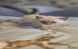 Ragdoll cats for sale: Ragdoll kittens - Image 9