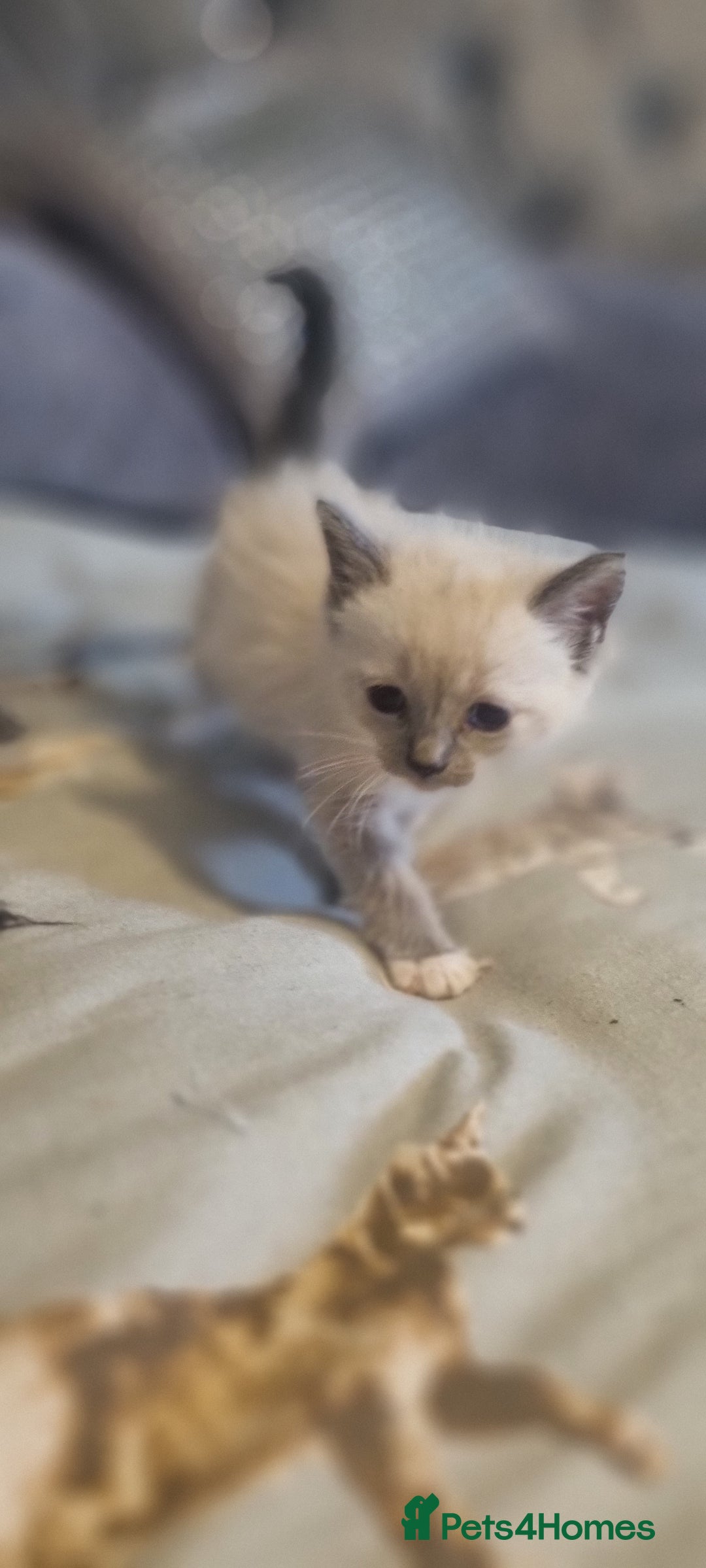Ragdoll cats for sale: Ragdoll kittens - Image 9