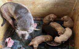 Labradoodle dogs for sale: Labradoodle puppies for sale  - Image 15