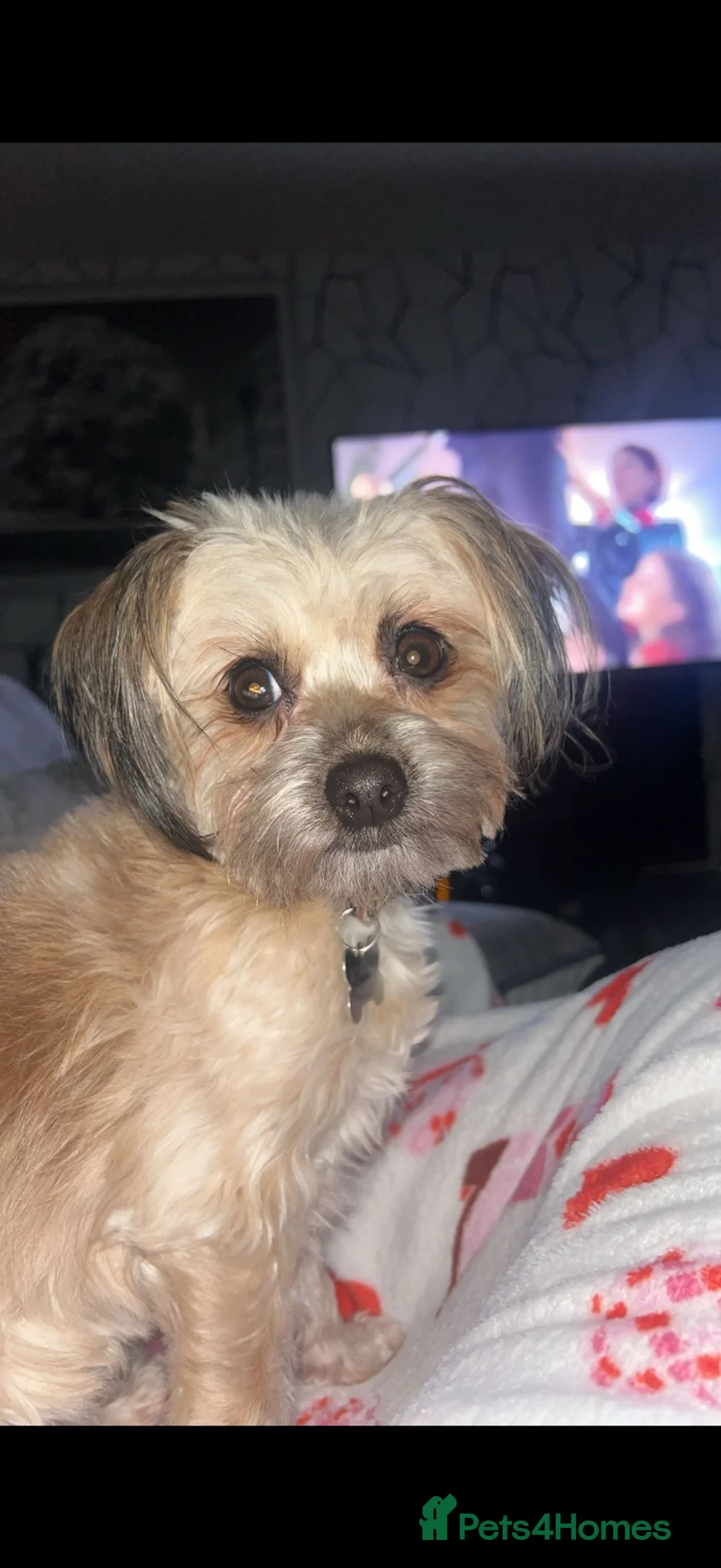Mixed Breed dogs for sale: Missy  - Advert 2