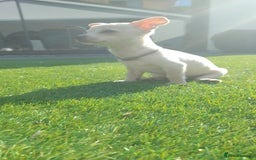 Chihuahua dogs for sale: 🐾Adorable Chihuahua Puppies Need 4ever Homes🐾 - Image 10