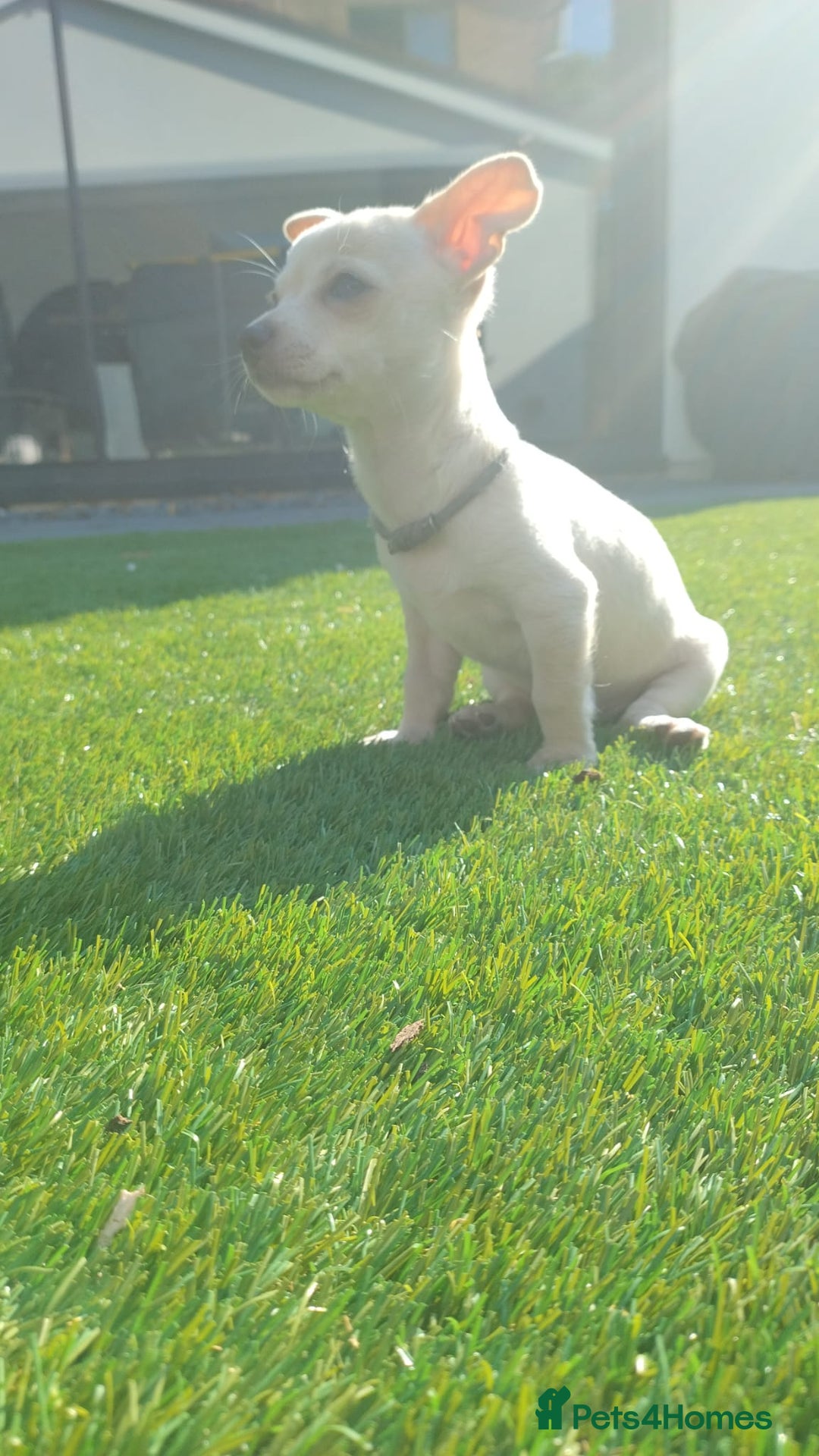 Chihuahua dogs for sale: 🐾Adorable Chihuahua Puppies Need 4ever Homes🐾 - Image 10