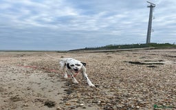 Dalmatian dogs for sale: Potential rehome - male LUA Dalmatian  - Advert 25