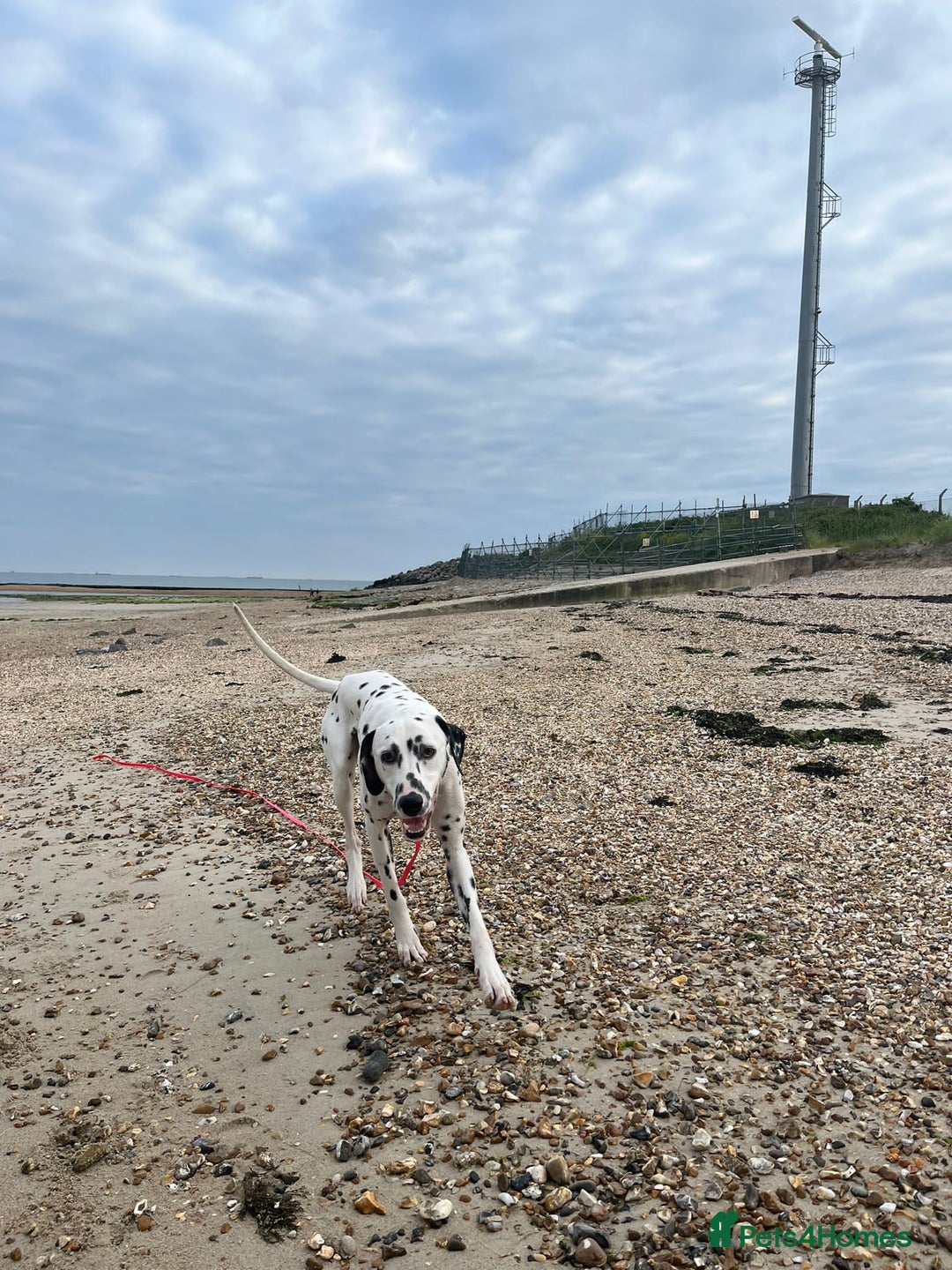 Dalmatian dogs for sale: Potential rehome - male LUA Dalmatian  - Advert 25